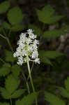 White baneberry <BR>Doll's eyes